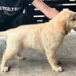 Darla-female-golden-retriever-puppy-for-sale- (3)