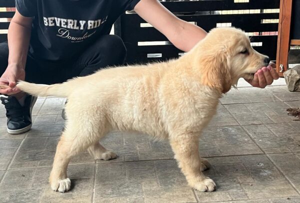 Darla Golden Retriever