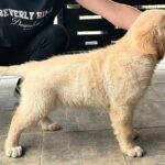 Darla-female-golden-retriever-puppy-for-sale- (4)