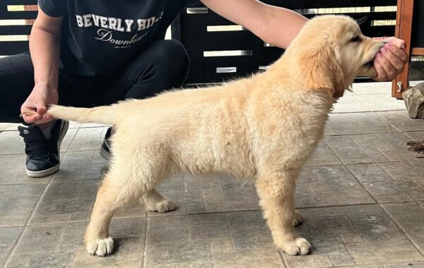 Darla Golden Retriever