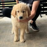 Darla-female-golden-retriever-puppy-for-sale- (5)