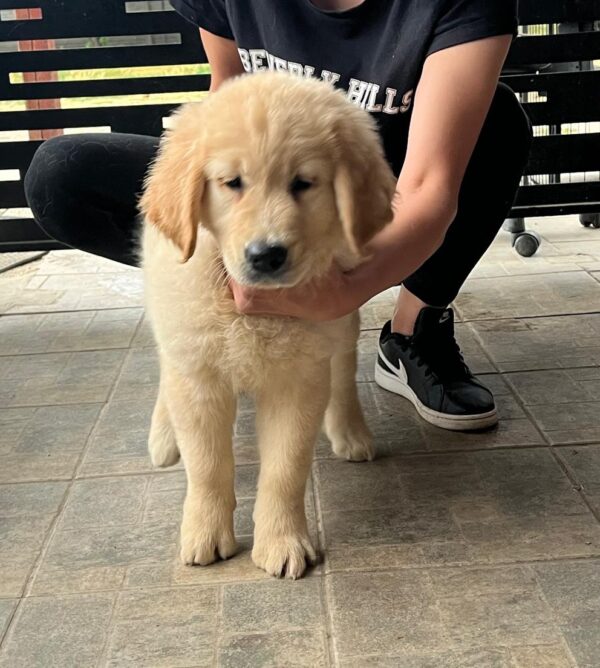 Darla Golden Retriever