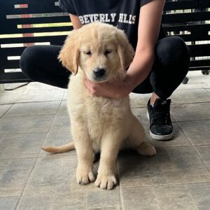 Darla Golden Retriever