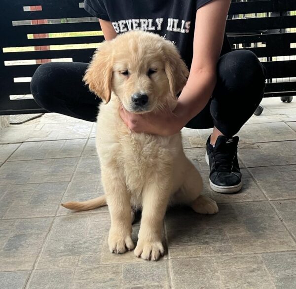 Darla Golden Retriever