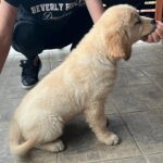 Darla-female-golden-retriever-puppy-for-sale- (7)