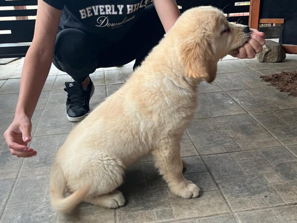 Darla Golden Retriever