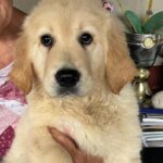 Darla-female-golden-retriever-puppy-for-sale- (8)