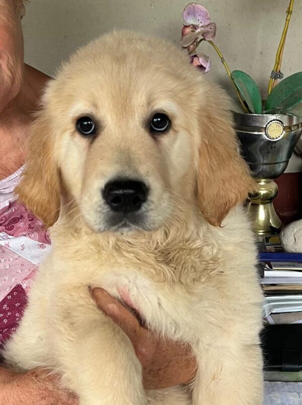 Darla Golden Retriever