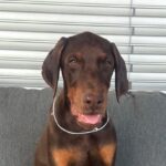 Dart-male-doberman-puppy-for-sale-1 (1)