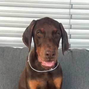 Dart Dobermann