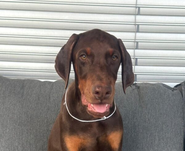 Dart Dobermann