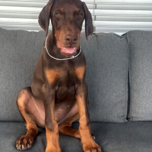 Dart Dobermann