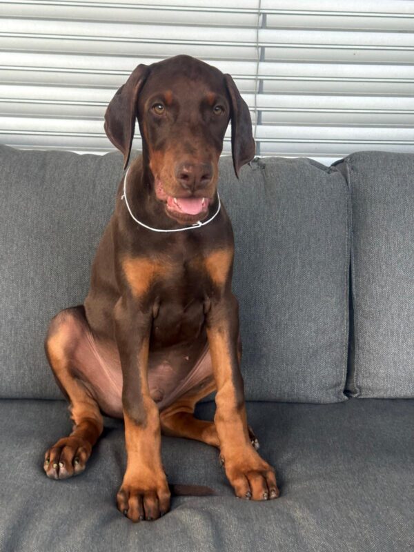 Dart Dobermann