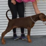 Dart-male-doberman-puppy-for-sale-1 (3)