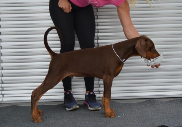 Dart Dobermann