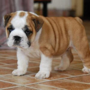 Delilah English Bulldog