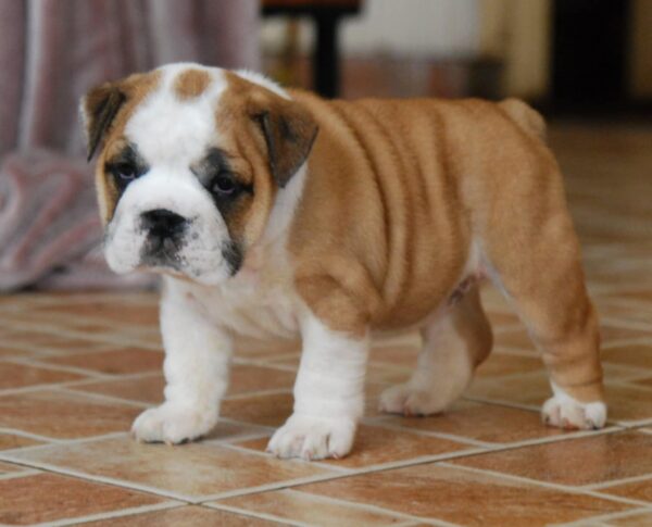 Delilah English Bulldog
