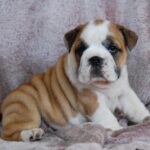 Desiree English Bulldog