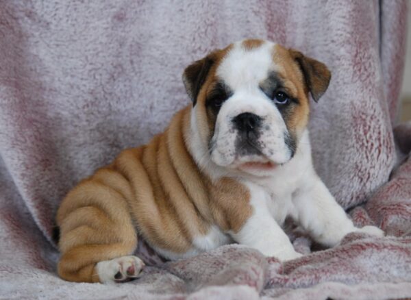 Delilah English Bulldog