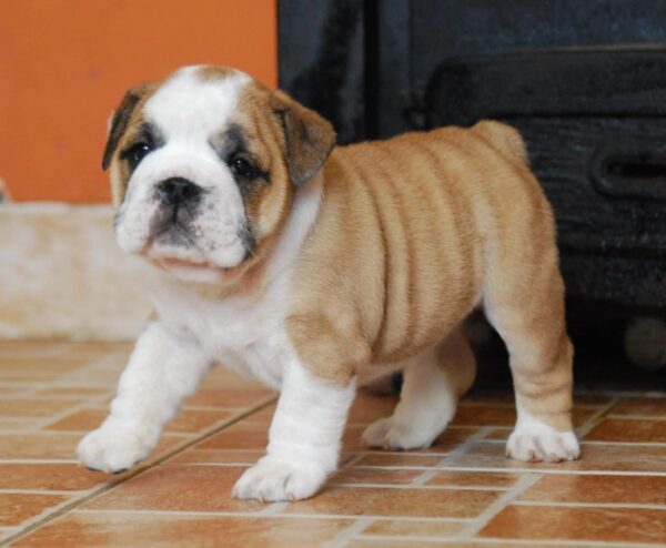 Delilah English Bulldog