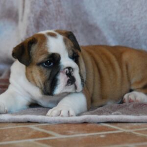 Delisa English Bulldog