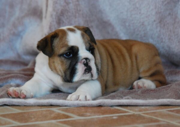 Delisa English Bulldog