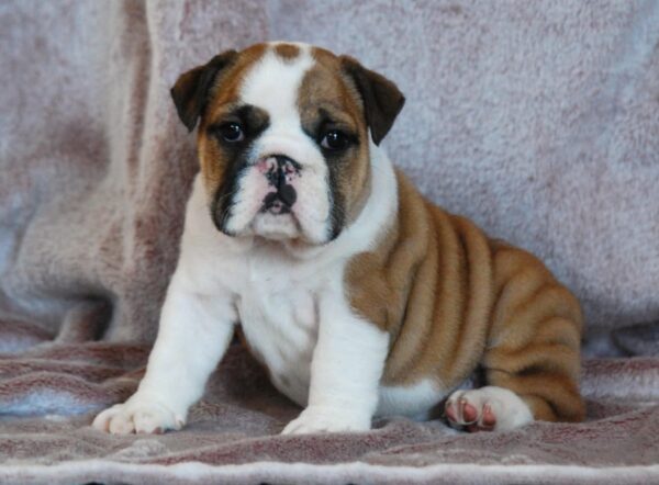 Delisa English Bulldog