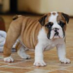 Diana English Bulldog