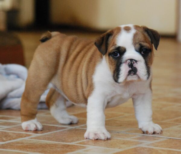 Delisa English Bulldog