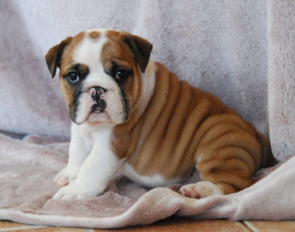 Delisa English Bulldog