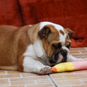 Delisa English Bulldog