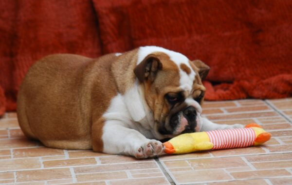 Delisa English Bulldog