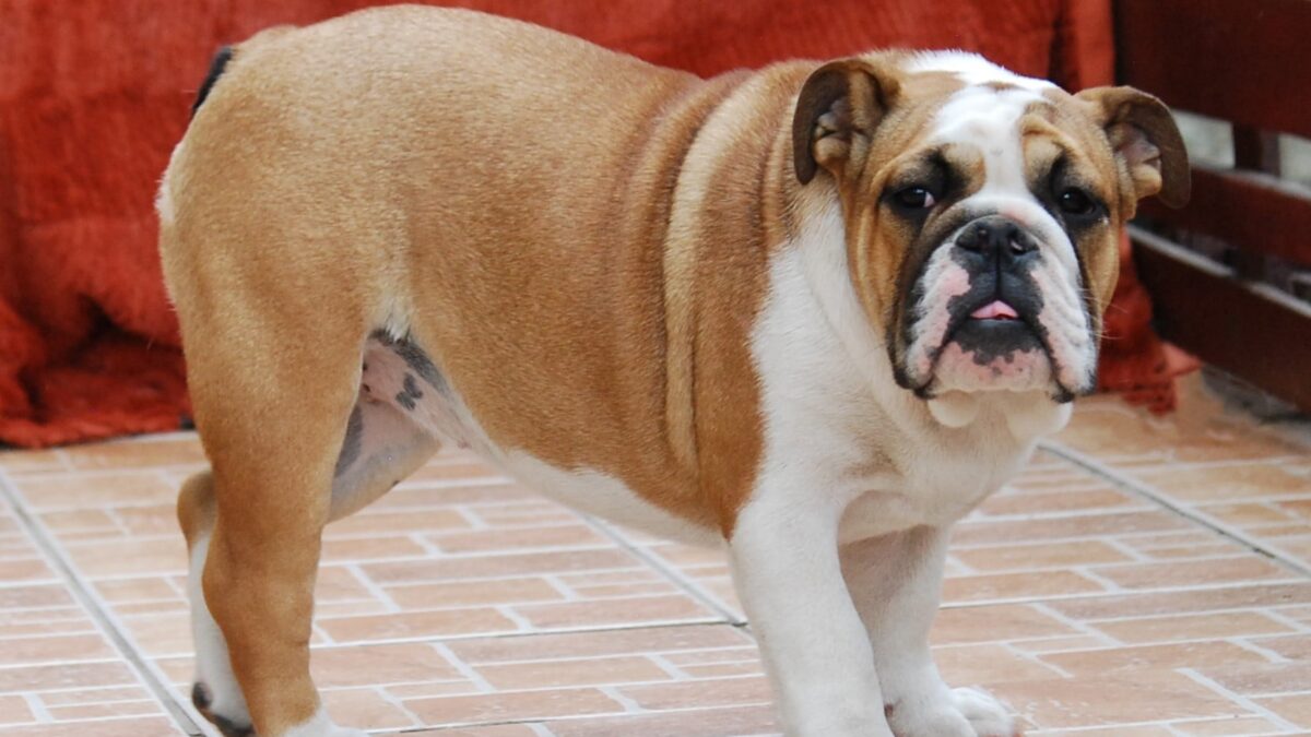 English Bulldog Dogs and Puppies for sale