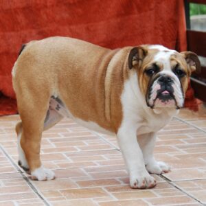 Delisa English Bulldog