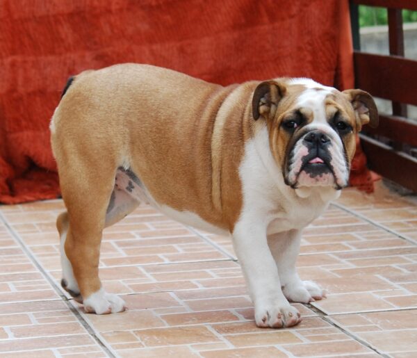 Delisa English Bulldog