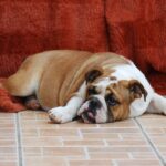 Delisa-female-english-bulldog-puppy-for-sale- (3)