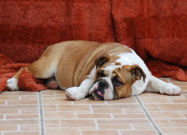 Delisa English Bulldog