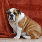 Delisa-female-english-bulldog-puppy-for-sale- (4)