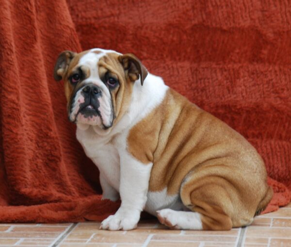 Delisa English Bulldog