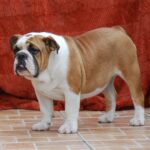 Delisa-female-english-bulldog-puppy-for-sale- (5)