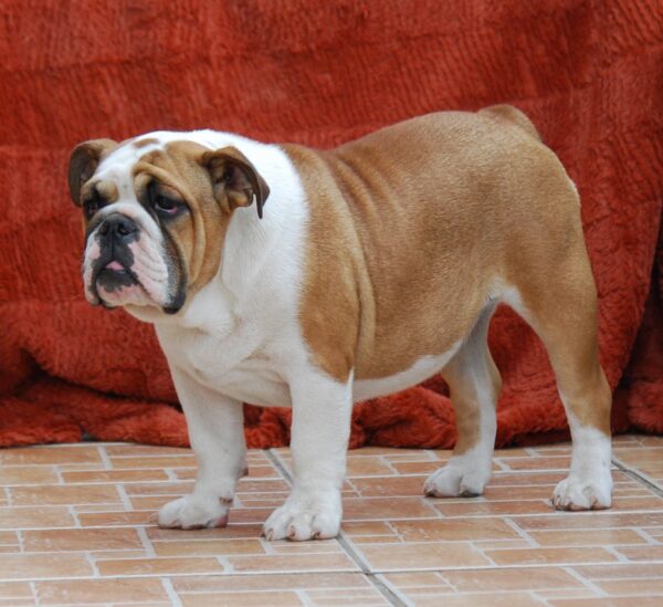 Delisa English Bulldog