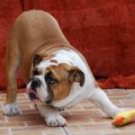 Delisa-female-english-bulldog-puppy-for-sale- (6)