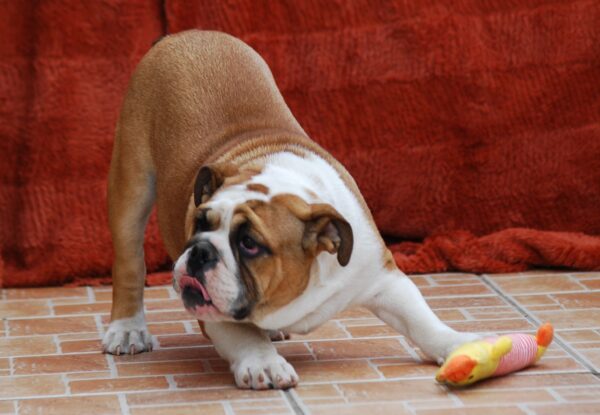 Delisa English Bulldog