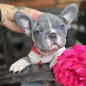 Delphine Big Rope French Bulldog
