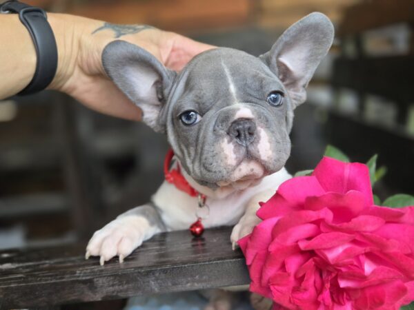 Delphine Big Rope French Bulldog
