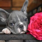 Delphine-female-big-rope-french-bulldog-puppy-for-sale-1 (2)