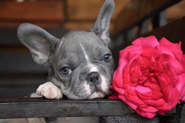 Delphine Big Rope French Bulldog