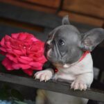 Delphine-female-big-rope-french-bulldog-puppy-for-sale-1 (3)