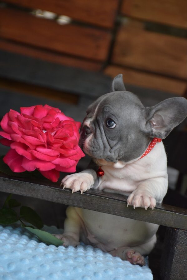 Delphine Big Rope French Bulldog