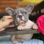 Delphine-female-big-rope-french-bulldog-puppy-for-sale-1 (4)